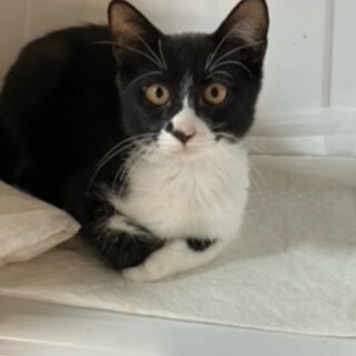 優しい家族を探しています。