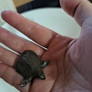 スッポン？の赤ちゃん