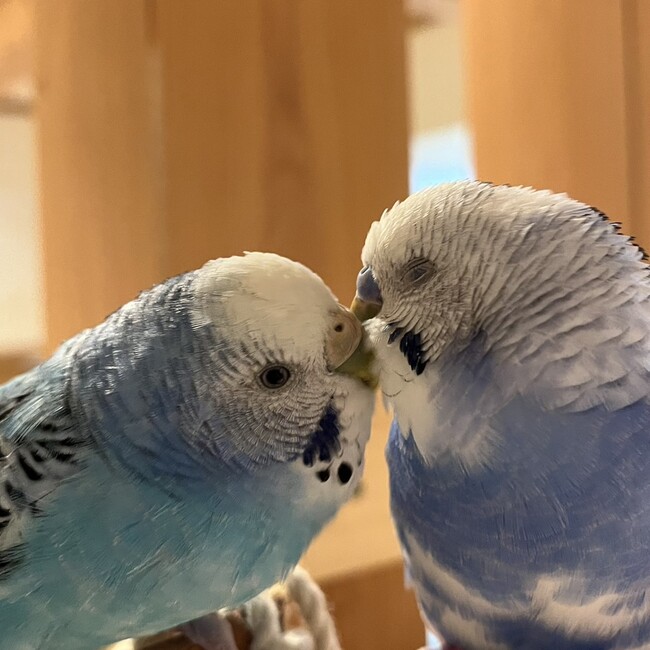 ひめmaのカバー写真