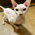 スフィンクスの男の子