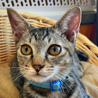 ②なん　キジトラ　オス　猫好き　かまってくん