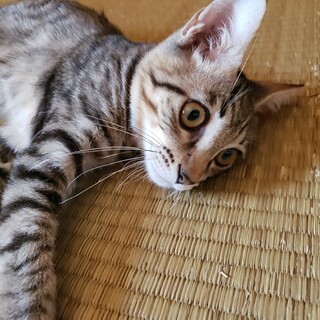 元気な５兄妹の♂️6ヶ月仔猫ちゃん