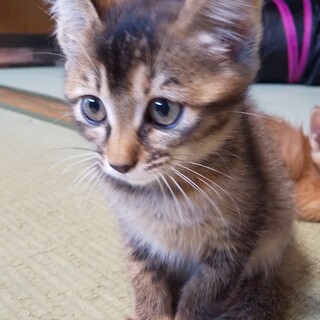 《再応募》多頭飼い崩壊寸前です！Part2