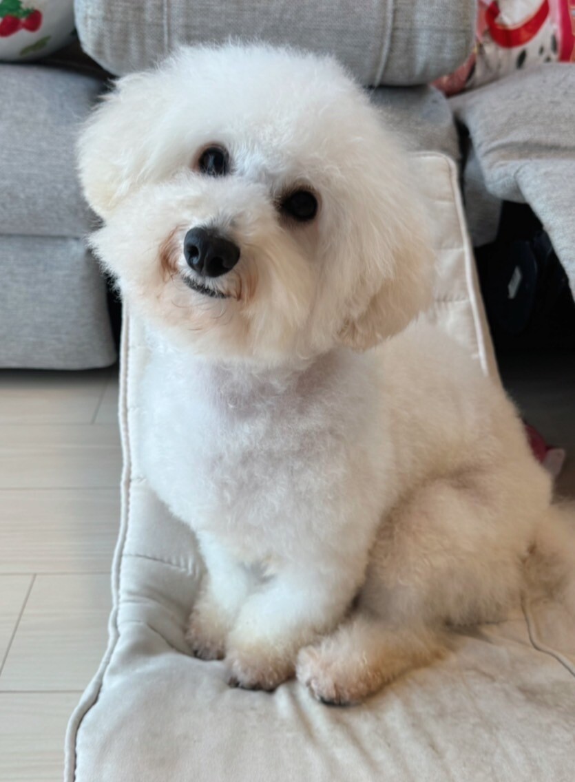 天真爛漫なビジョンフリー」埼玉県 - 犬の里親募集(499700) 2枚目の