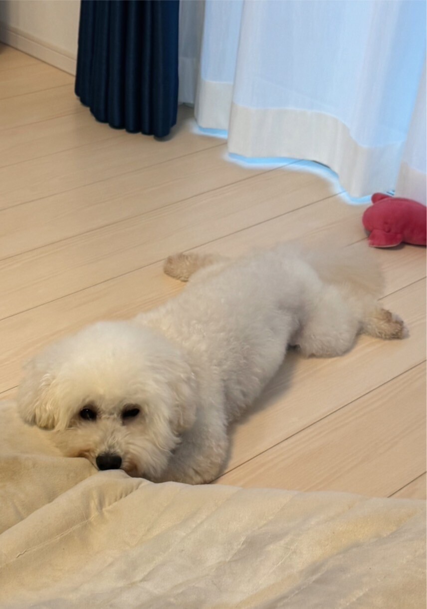 天真爛漫なビジョンフリー」埼玉県 - 犬の里親募集(499700) 4枚目の