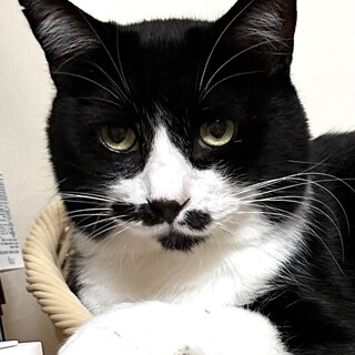 ビビリ君なのにボスっぽい貫禄　げん太君