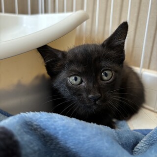 黒猫の里親募集