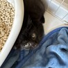 黒猫の里親募集 サムネイル2