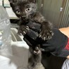 黒猫の里親募集 サムネイル3