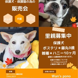保護犬・保護猫の為のハンドメイド販売会！