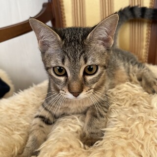 とても賢く外交的　美猫Pieちゃん