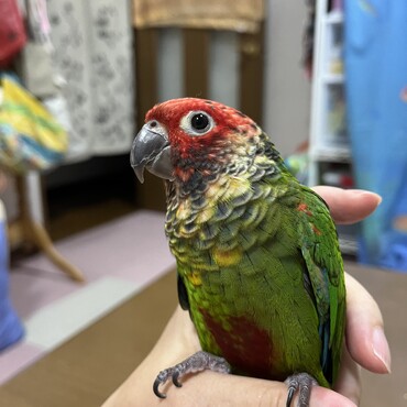 翡翠くん