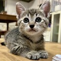 食欲旺盛なかわい子ちゃんのミチル