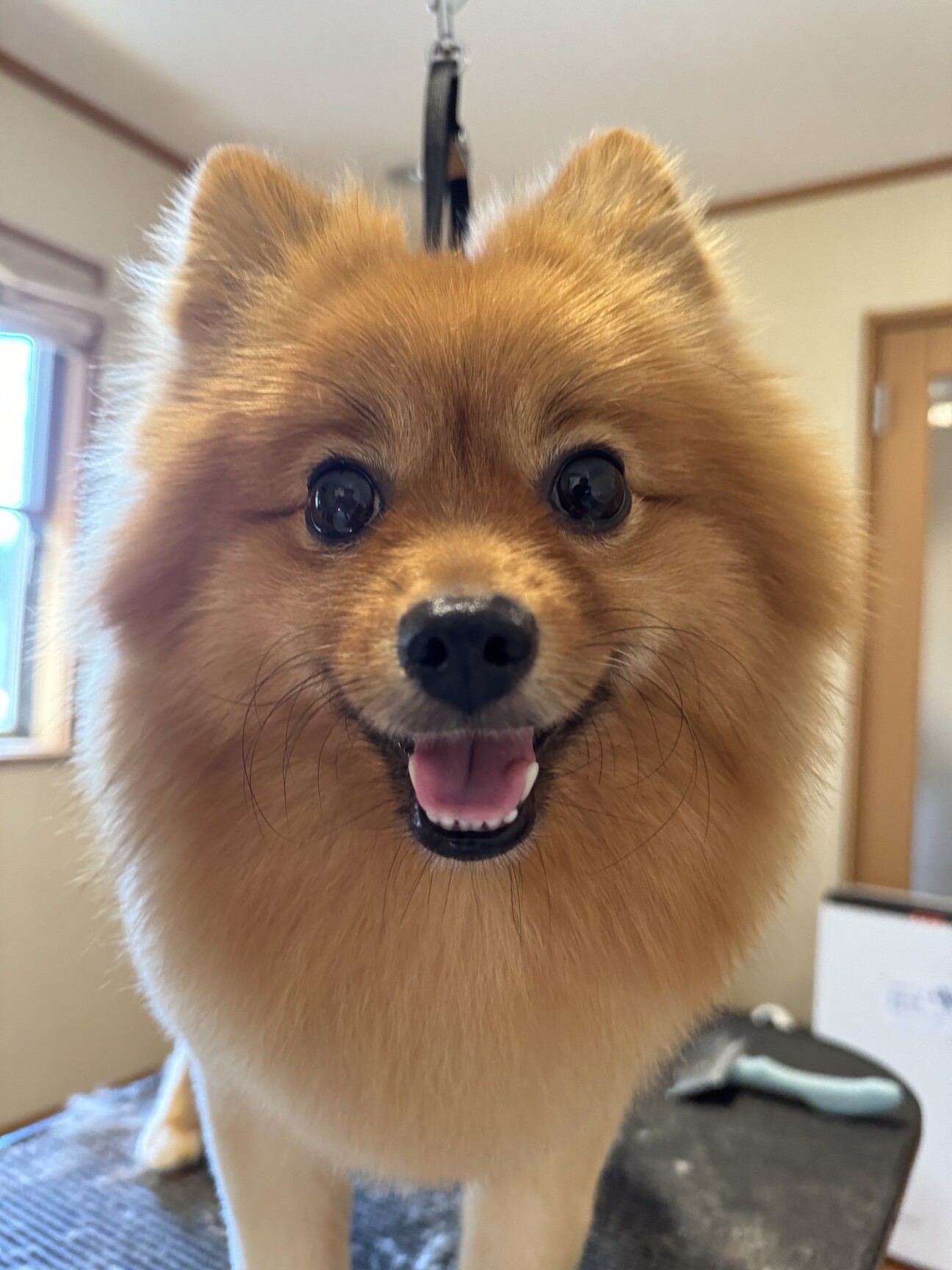 人が大好きなポメラニアン」埼玉県 - 犬の里親募集(472037