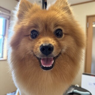 ポメラニアンの人専用 1669431_th320.jpg