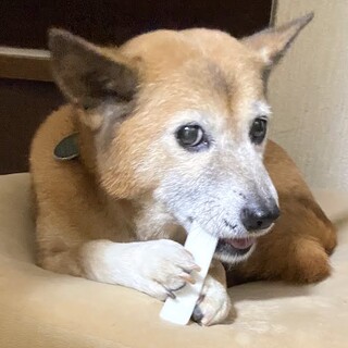 お外が大好き、可愛い困り顔シニア女子とき