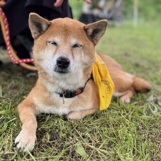 元気いっぱいの可愛いシニア柴その子