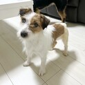 推定2022年生ジャックラッセル︎︎ ♀あやちゃん
