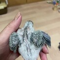 セキセイインコの雛