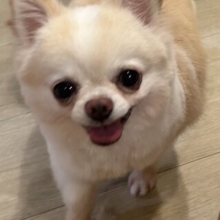 チワワ、レンの家族を募集します。