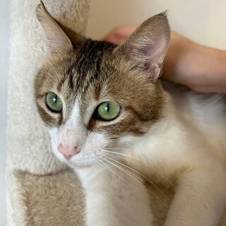 美猫　おじ猫さん