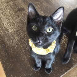 「9月15日(日)　島忠ホームズ所沢店譲渡会！」サムネイル2