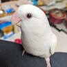 コザクラインコぎんちゃん♀