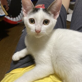 抱っこ大好き　穏やかで甘えん坊　おにぎり君　