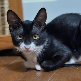 里親決定。口元が猫柄のルイ君