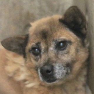 恐くて固まっているあんみつちゃん