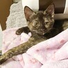 かわいいサビ猫のオリヒメちゃんです。 サムネイル2