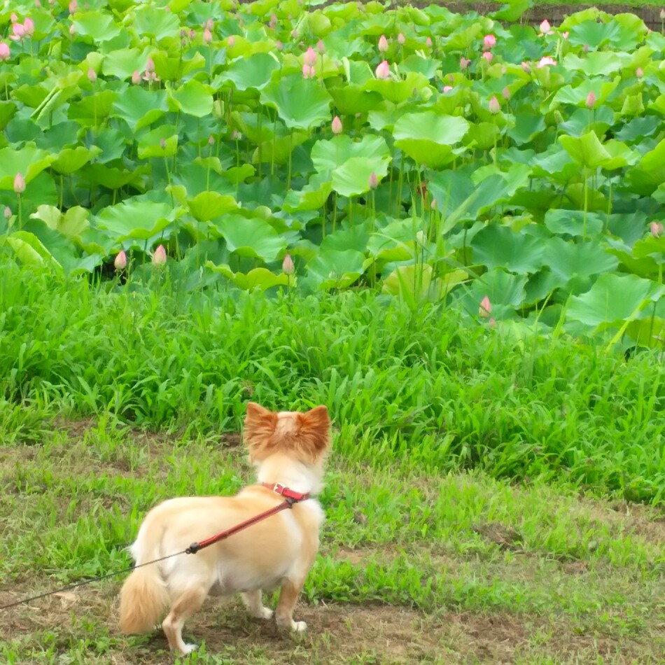 えれなのカバー写真