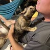 犬、猫、人間みーんなと仲良くできる賢い子❤️ サムネイル6