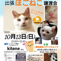 出張ほごねこ譲渡会 サムネイル1