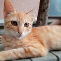 茶トラ男の子と白猫女の子　子猫
