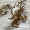 【募集停止】8/8産まれの子猫6匹
