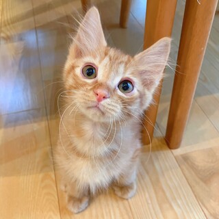 【9/15譲渡会】仲良しフレオ&ルーロ兄弟