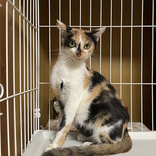 緊急募集！リリースの子をお家猫にしてあげたい