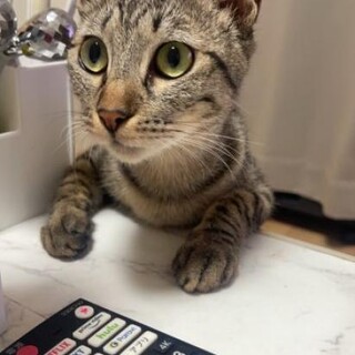 トラ子ちゃん（2歳）