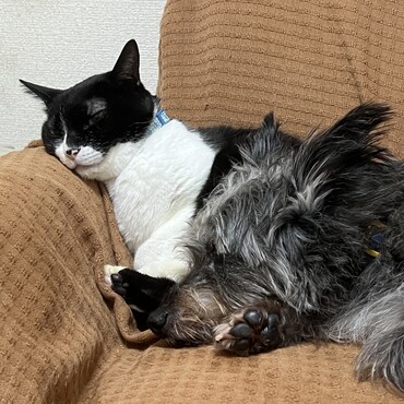 実家の先住犬と一緒のとき