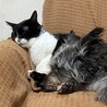 実家の先住犬と一緒のとき