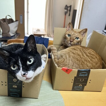 実家での先住猫と一緒にいる写真です