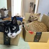 実家での先住猫と一緒にいる写真です