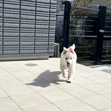 テラスで遊ぶむく