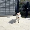 テラスで遊ぶむく