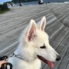 近くの海までお散歩