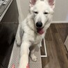 6ヶ月 お手も伏せもできます！