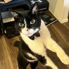 かまってアピール