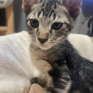 里親候補者様が見つかりましたので募集一時中断