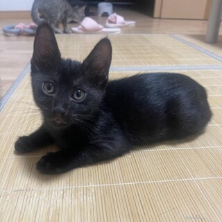 生後3ヶ月の女の子、3種混合ワクチン接種済み